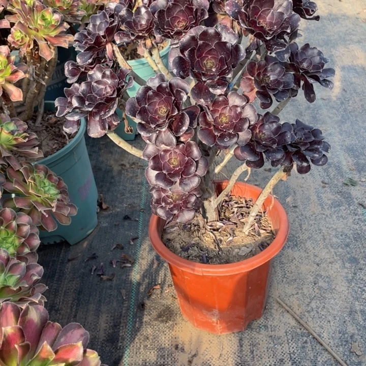 63圆叶多肉的多肉植物