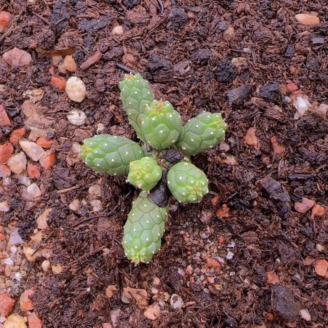 老**人块根植物块块根植物