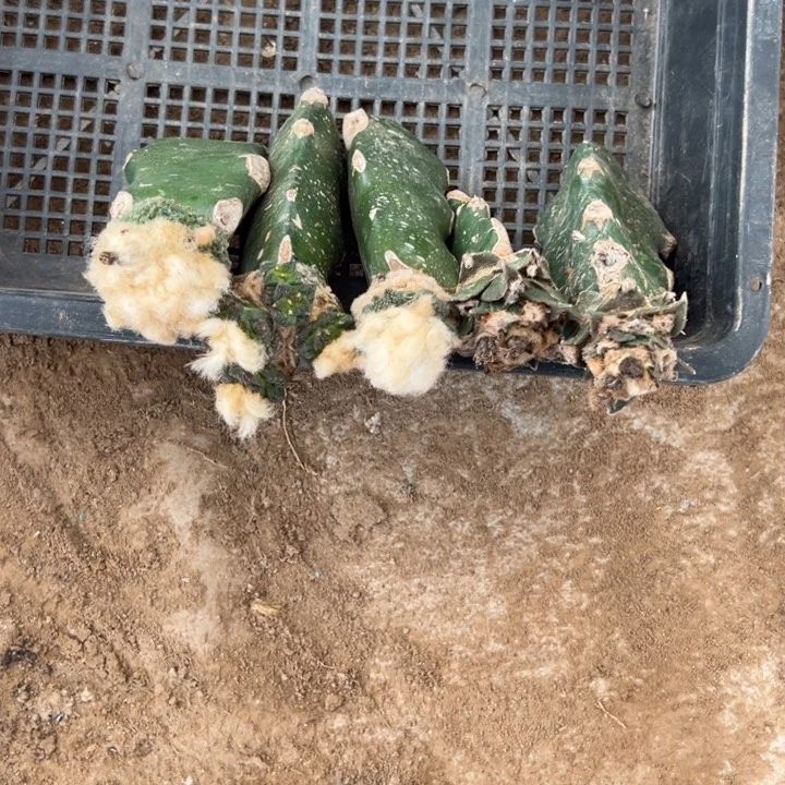 牡丹仙人球1916号