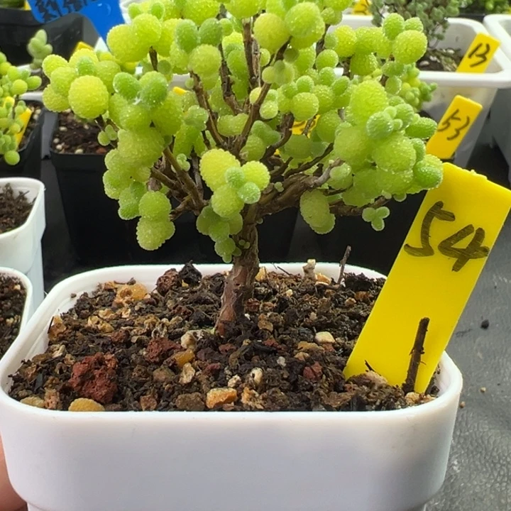 54号精控棒棒糖 一物一拍