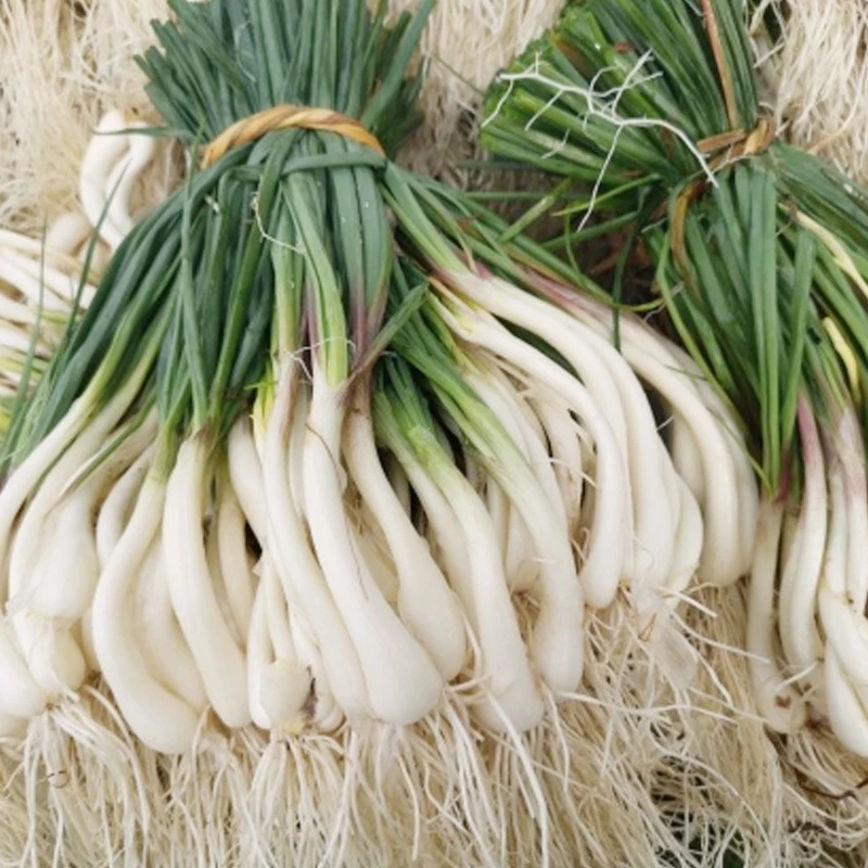 湘西赶集代购农家藠头