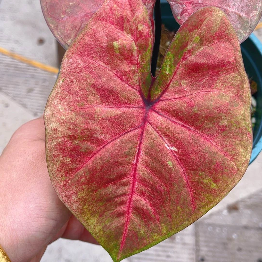 完全开放泰彩一物一拍2971