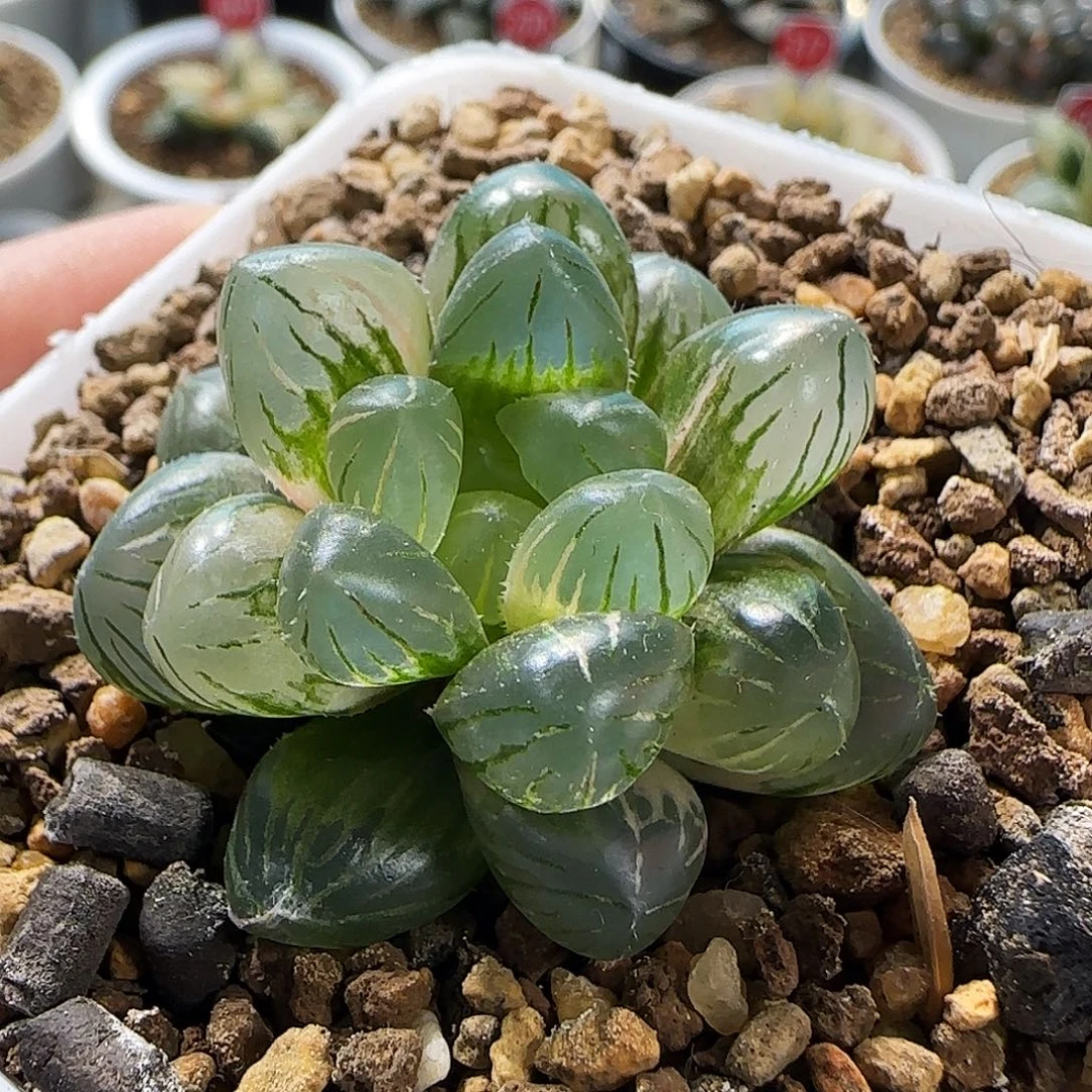 407号非组冰灯玉露锦一物一拍