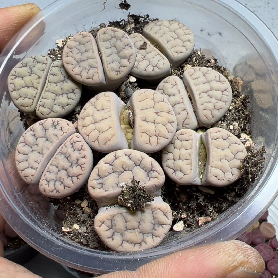 【闪购商品】 375。