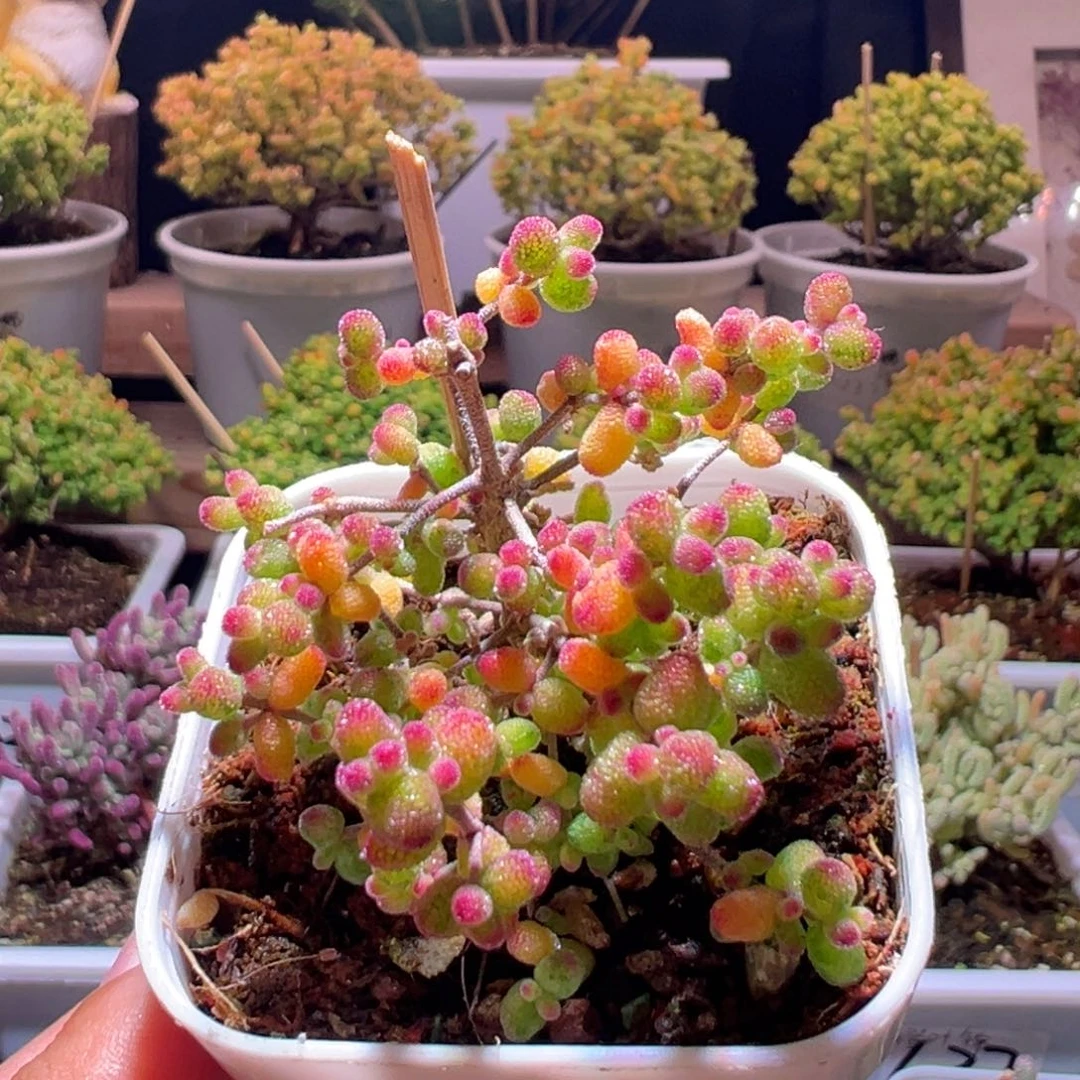335花斑露一物一拍包开箱