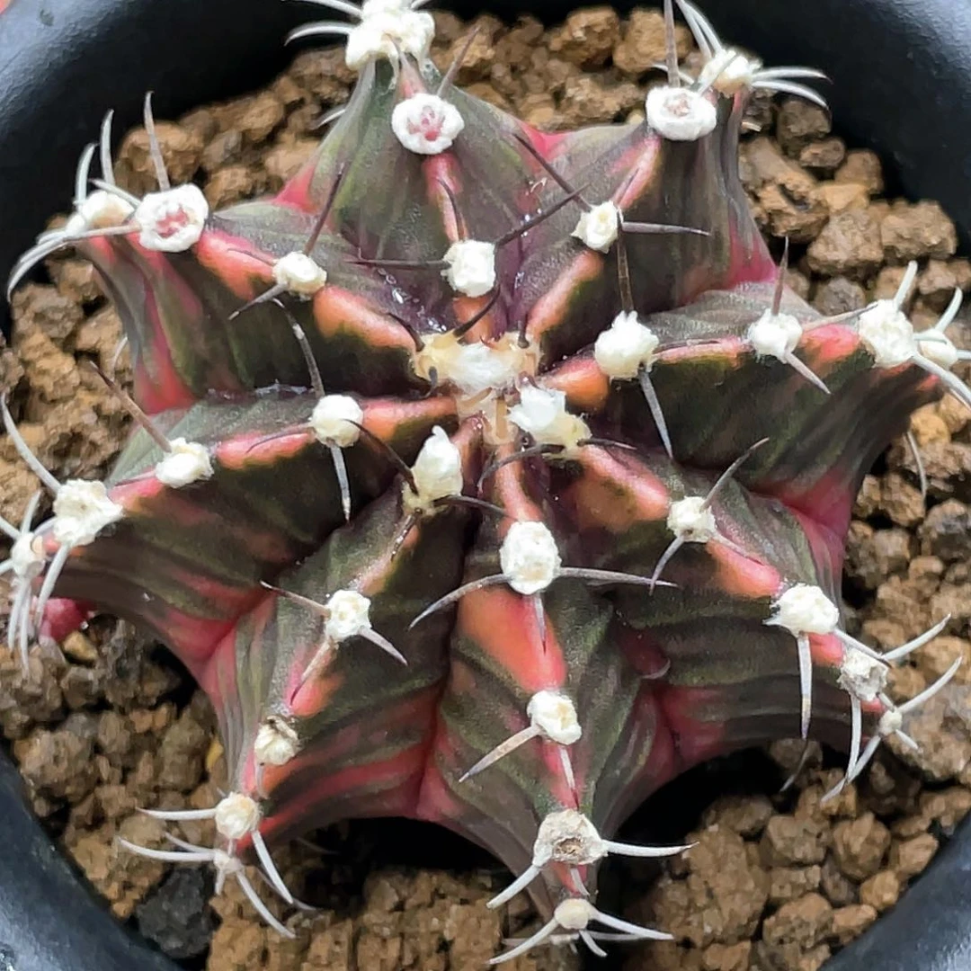 泰系实生根，臀锦高绒棱背锦