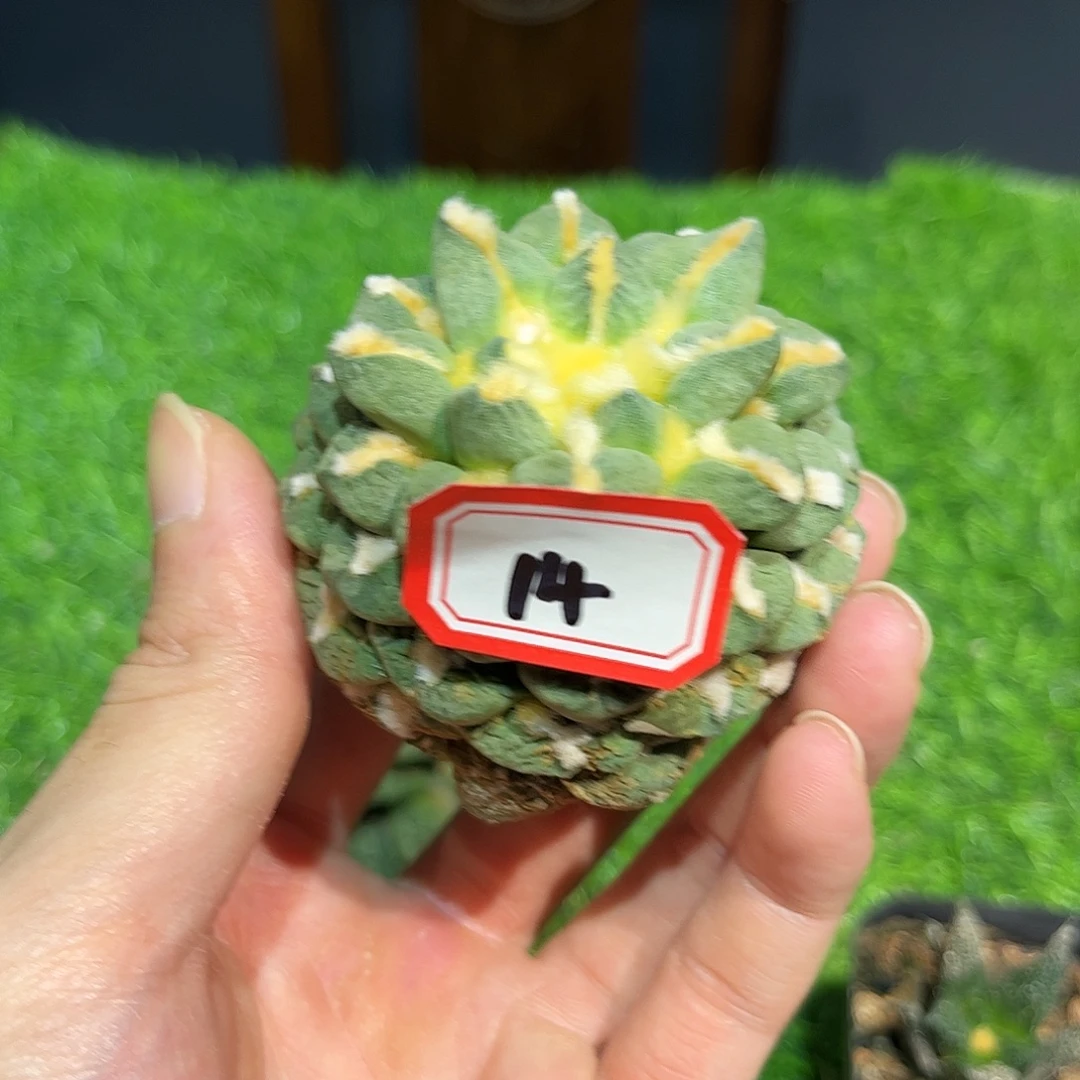14号自根龙爪黑牡丹