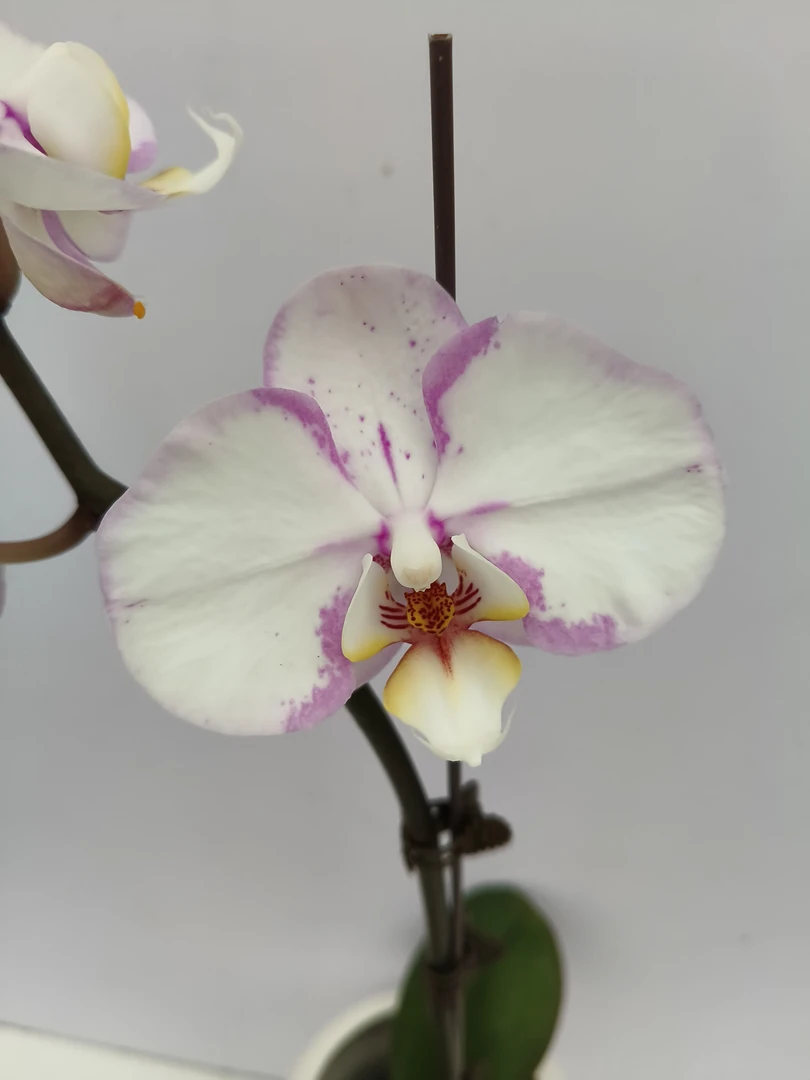 欢然花田培植蝴蝶兰（雅韵）单梗花序短花量少