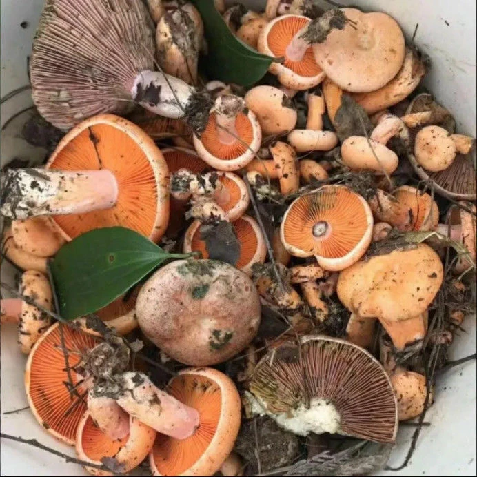 乌枞菌云南野生黄枞菌包蘑菇枞树菇菌松枞菌家庭阳台特产可送技术