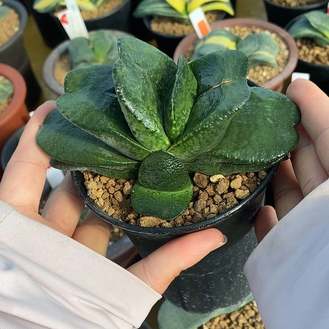 826军配卧牛实生特宽短厚目前叶宽接近5公分带盆发货