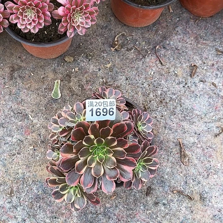 1696 水果糖法师多肉