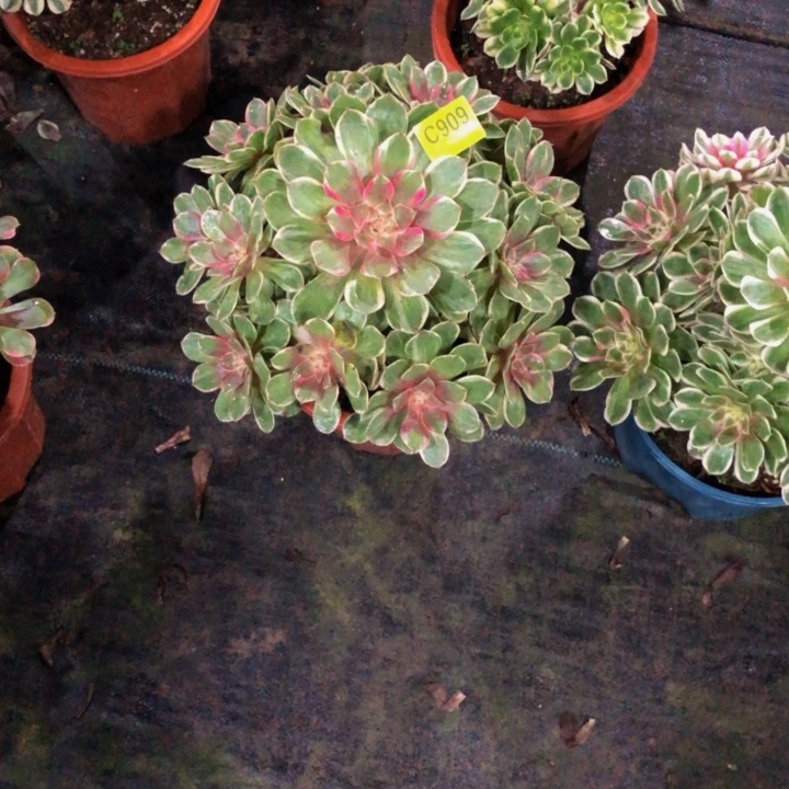 福***主莲花座多肉90900000000