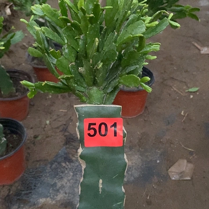 无花朵@***福028，501号新疆不包邮