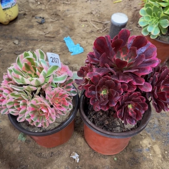 阔***阔法师2棵一物一拍207