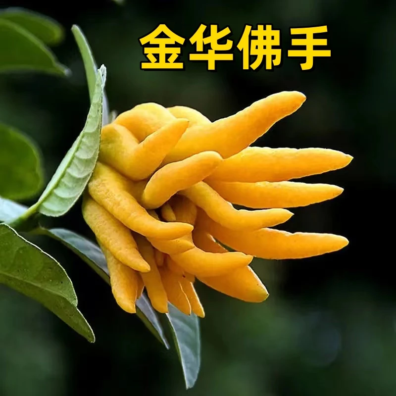 名贵佛手盆栽花卉树苗耐寒阳台开花庭院好养盆栽盆景四季长青
