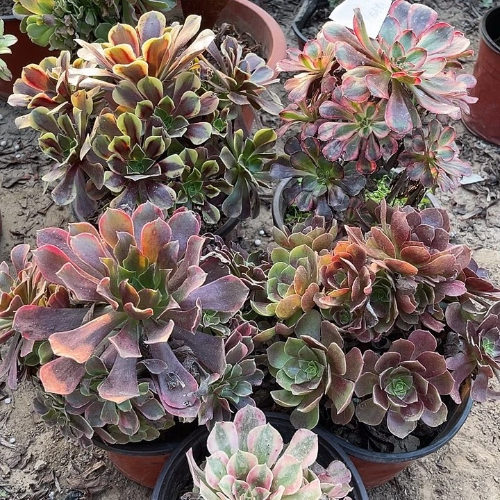 5棵玫瑰玫瑰玫瑰玫瑰