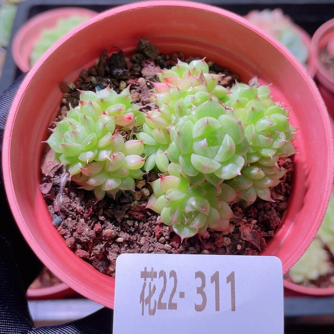 花利美22-311海王