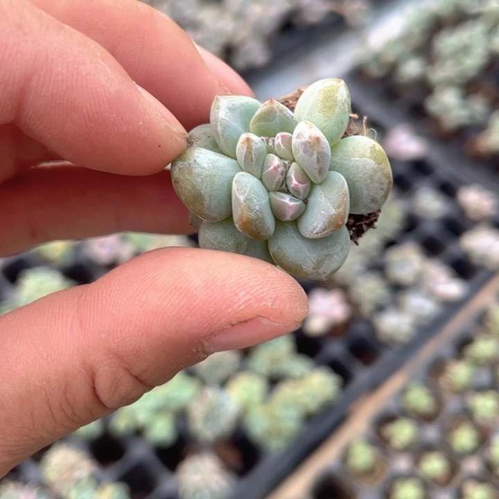 星影缀随机发满18包邮
