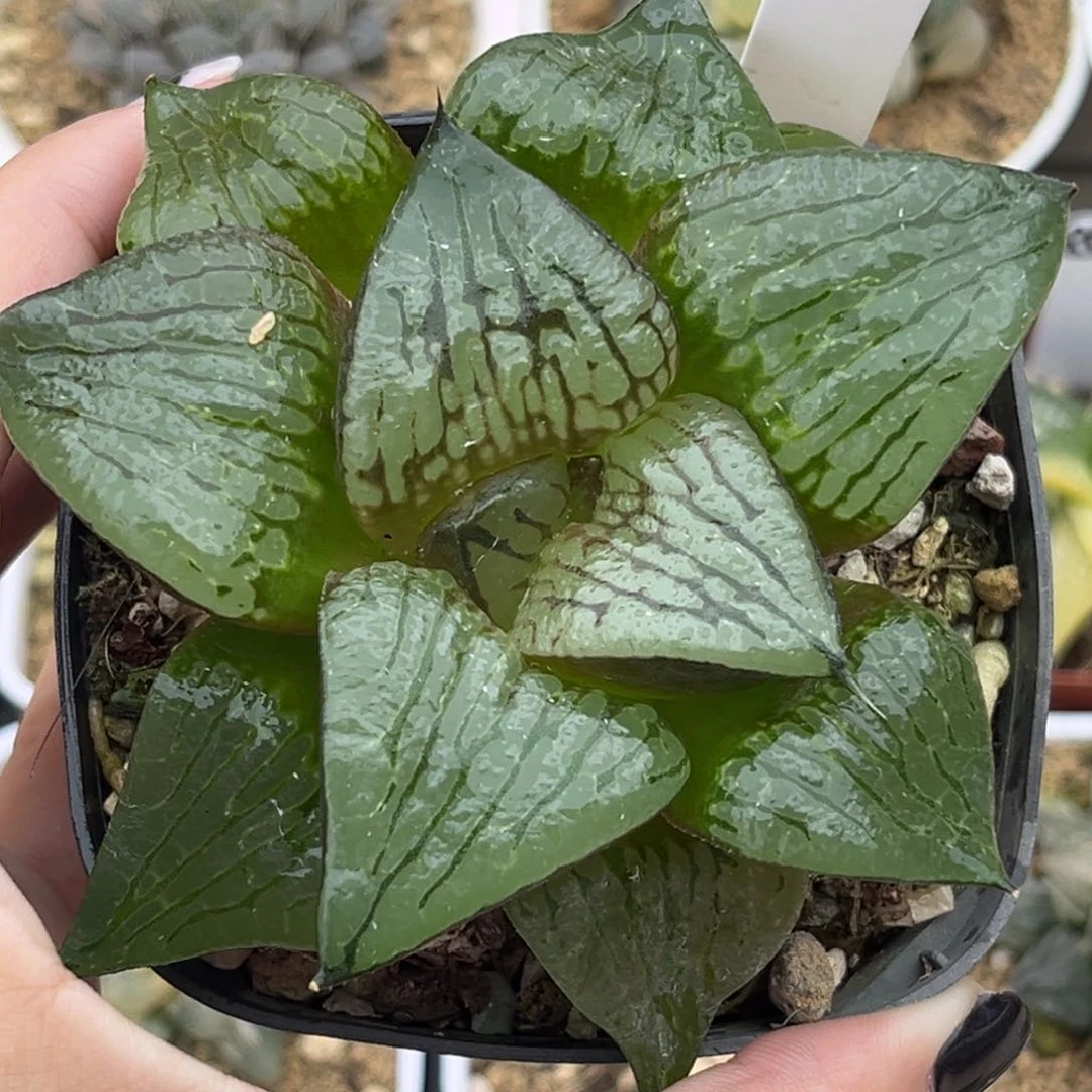 6变异阿寒湖十二卷多肉