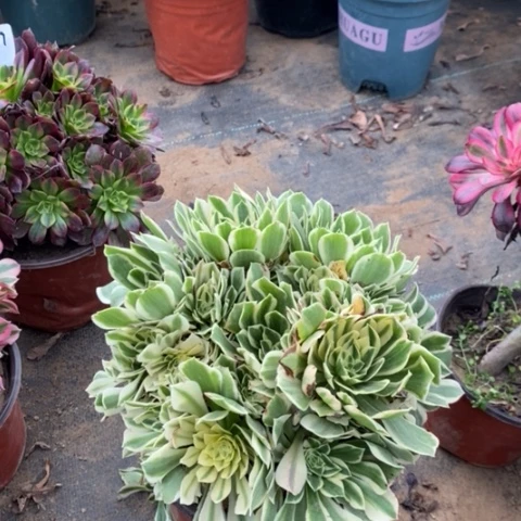 艳宁多肉植物037