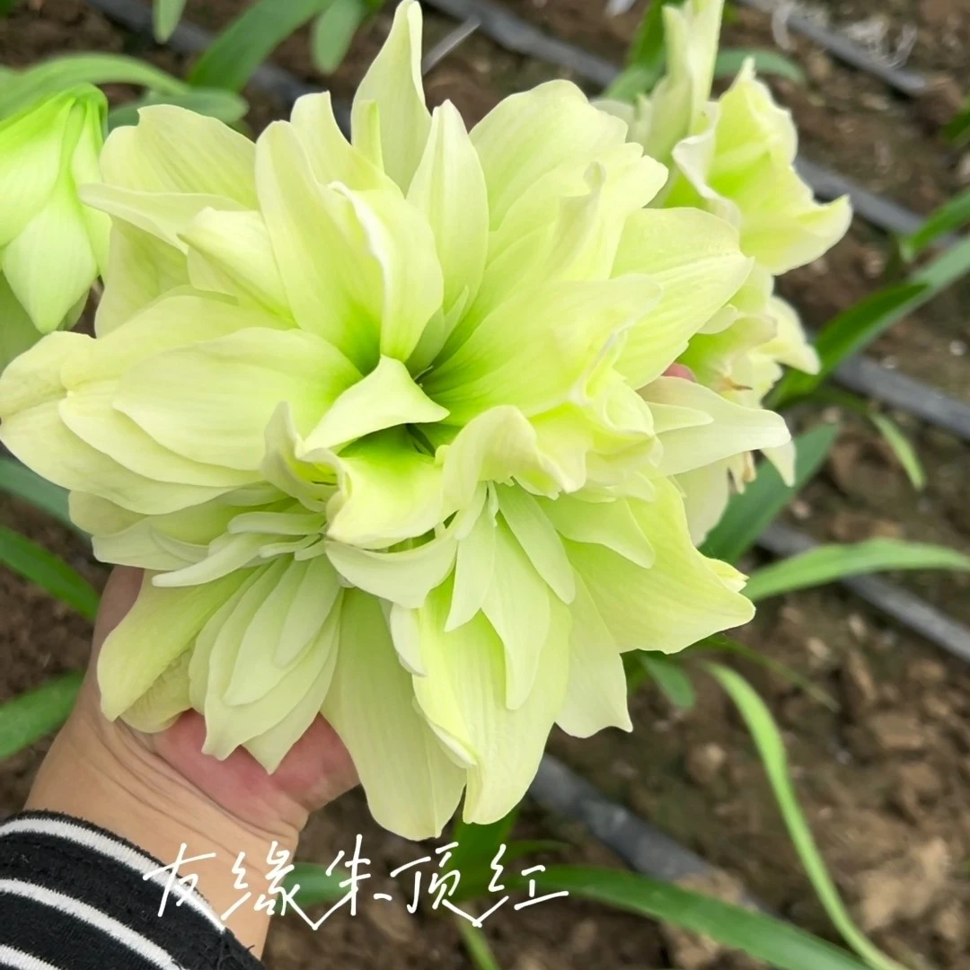 切球苗【双黄】【甜蜜玛丽】【颂莎瓦丽】【九天玄女】【朝阳】【赤练仙子】