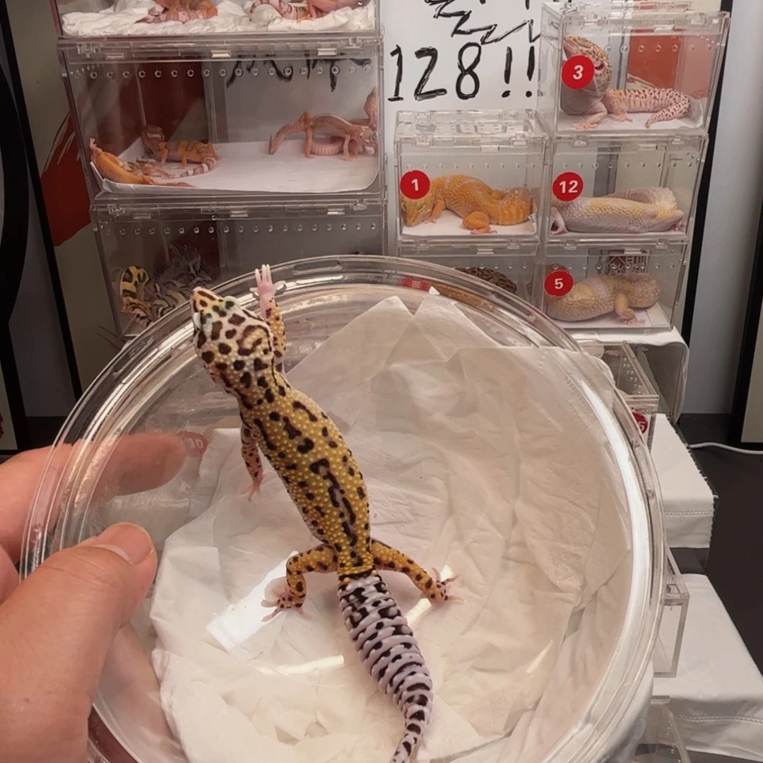 -***糖豹纹守宫123123123