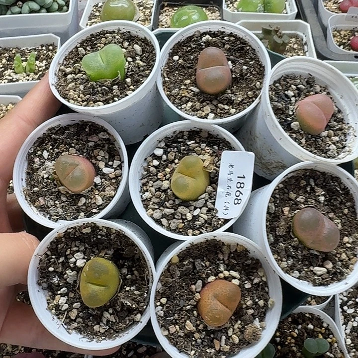 老马生石花彩毛1868