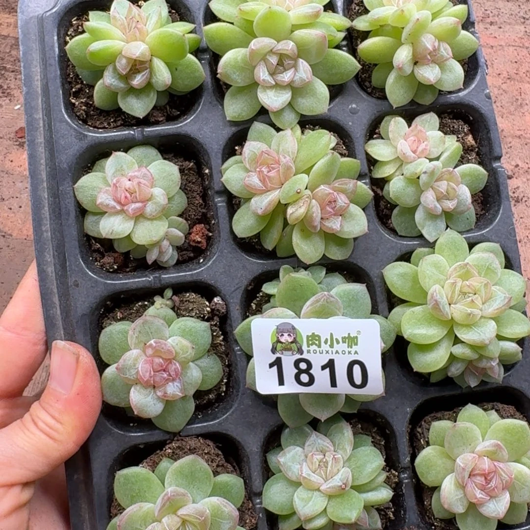 今***丶多肉植物多肉植物