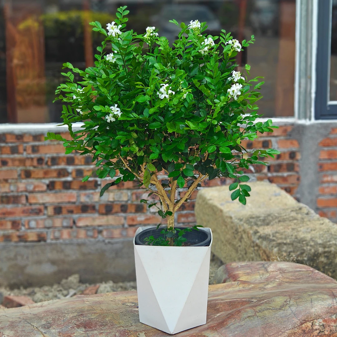 【60cm-80cm】九里香四季常青绿植浓香型七里香老桩花卉驱蚊植物