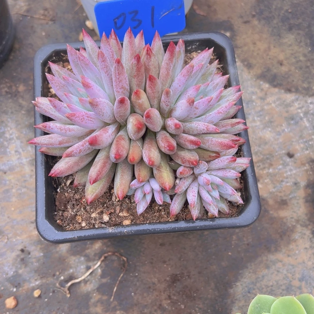 O 3 l号虾米会员贴吧