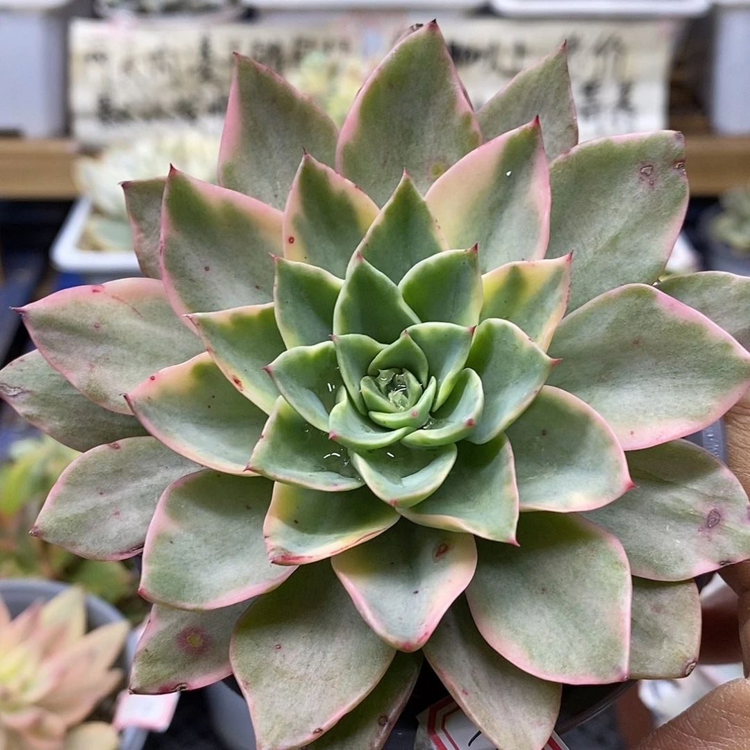 01199 贝拉多娜锦