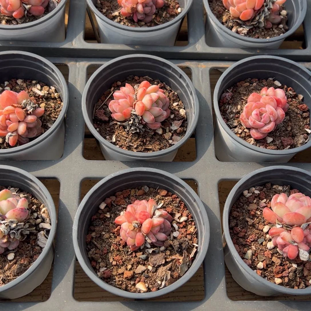 全明星大福利，福利