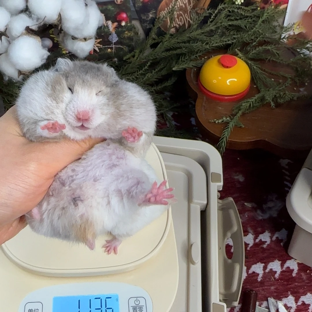 短毛卷毛火波妹妹11.8