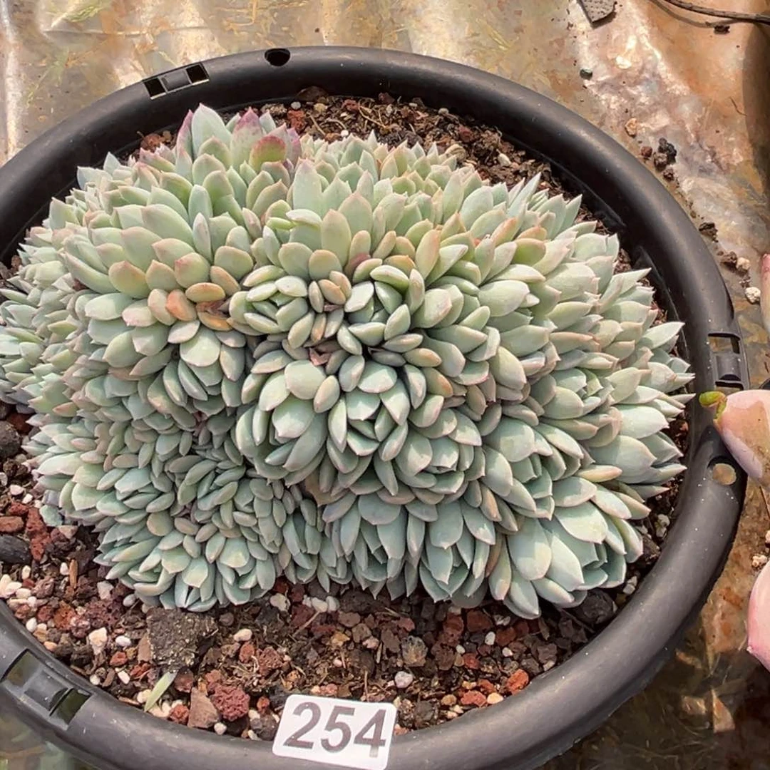 莎莎朵朵的植物254