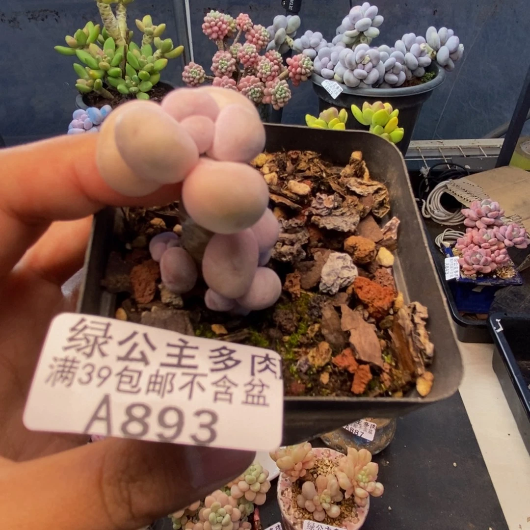 893橙奶多肉肉2c m