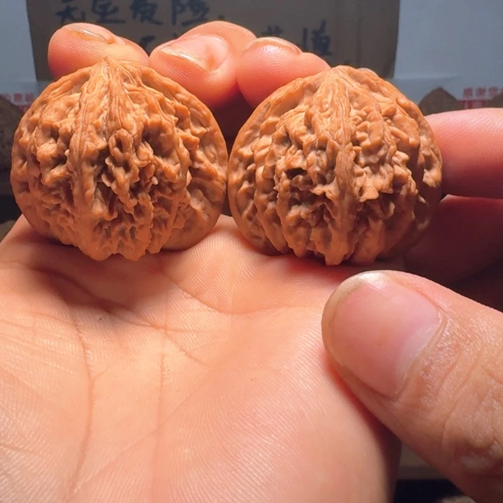 辉***秦岭野生流星雨狮子头