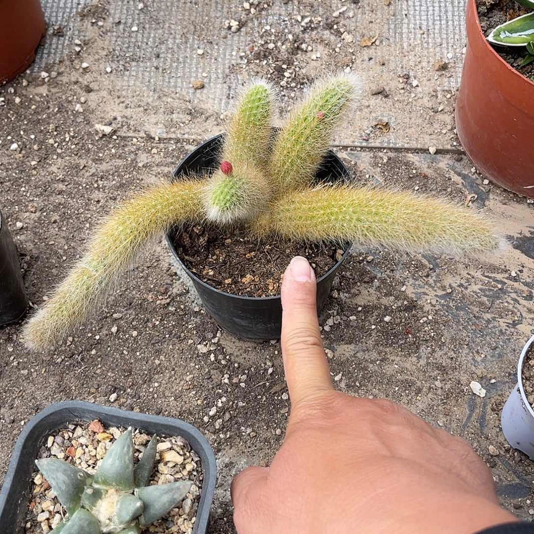 猴尾一物一拍下单包邮