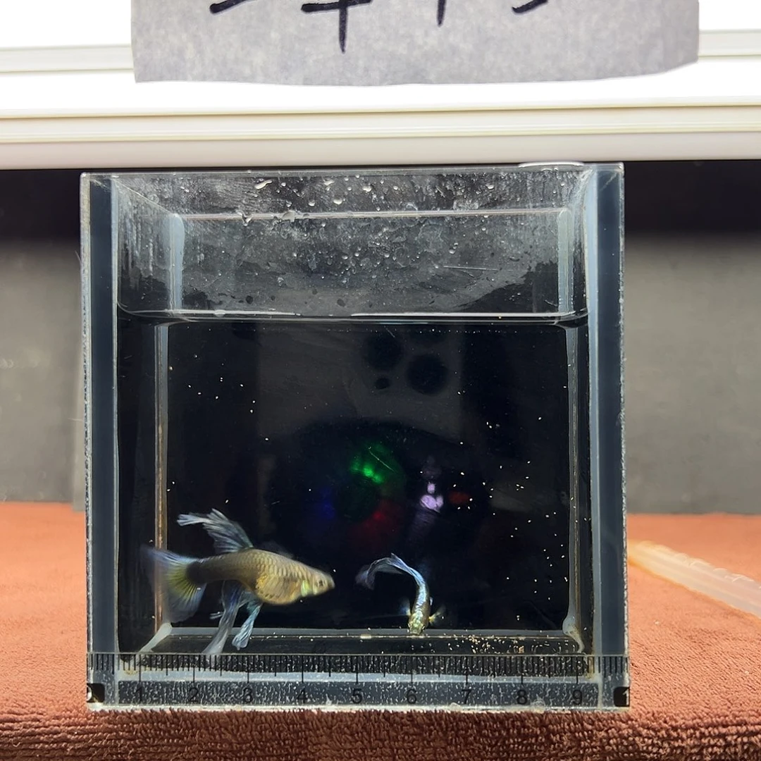 孔雀鱼蓝礼服绣球一对