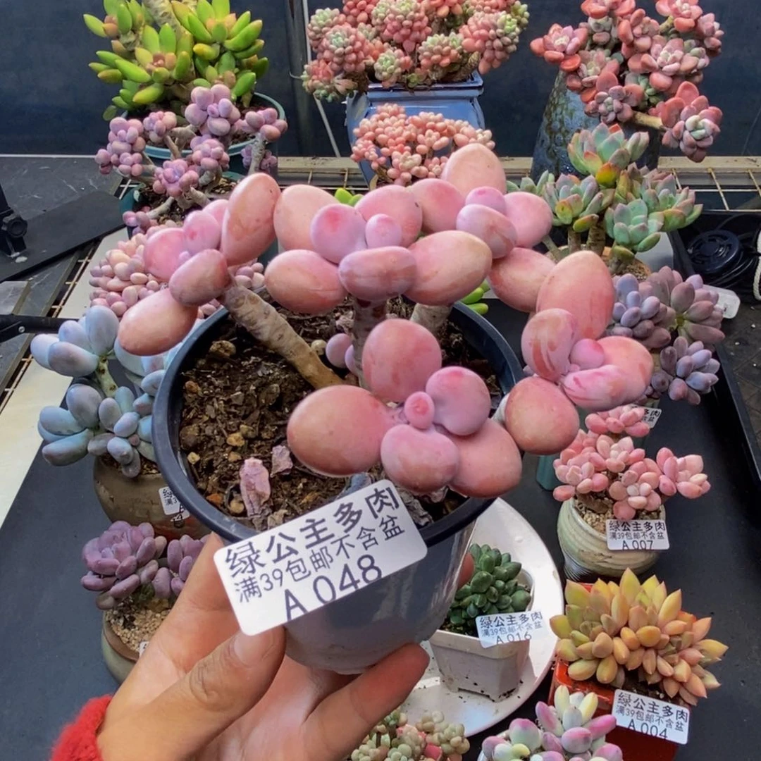 048糖果桃蛋多肉8c m