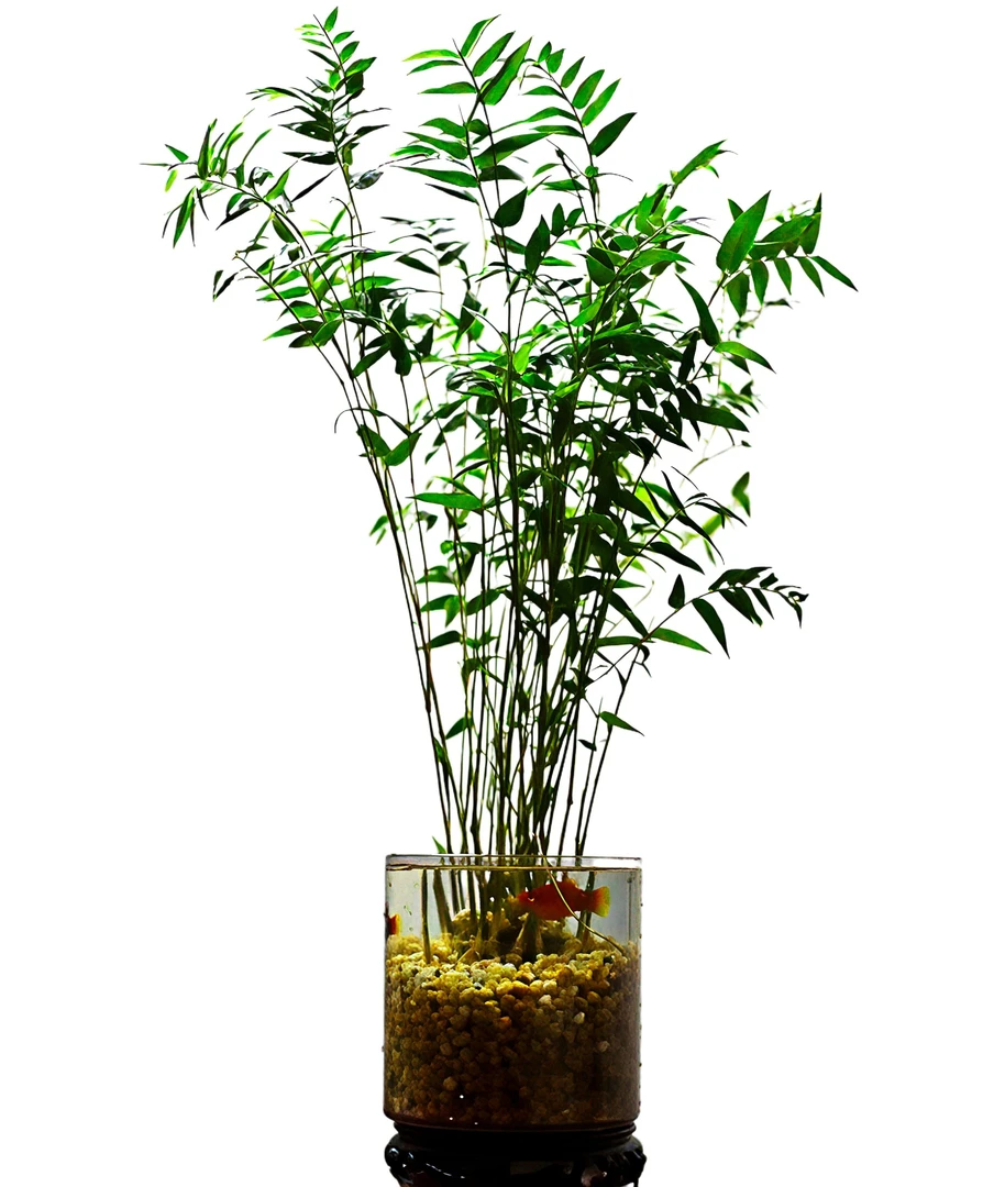 盆景茶室绿植盆栽室内绿植盆栽室内绿植盆栽室内水培植物茶室盆景