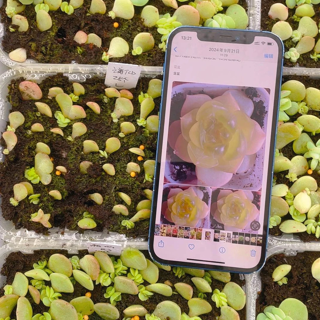 谪仙甜心芝麻苗一个满25包邮