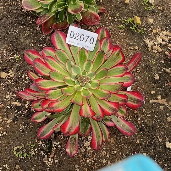 江**波2670红桐白多肉法师锦