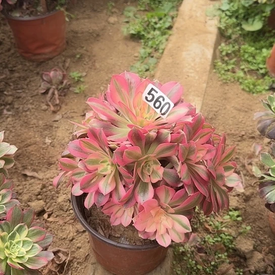 无花朵女巫560号不包断枝