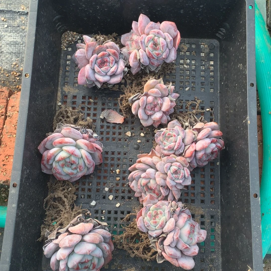 2692八颗瑕疵星影脱土包邮