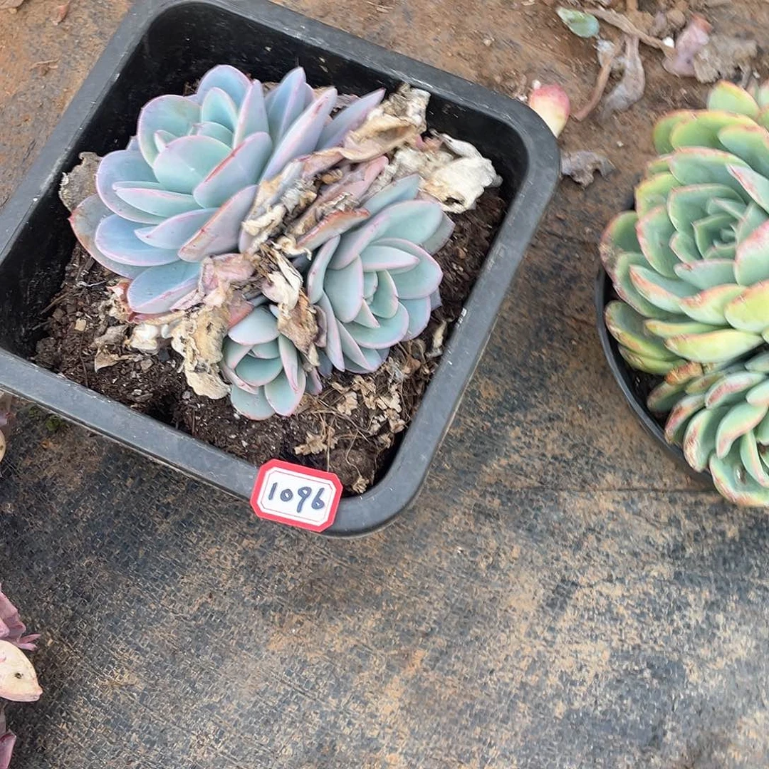 1096布鲁兰 一物一拍多肉