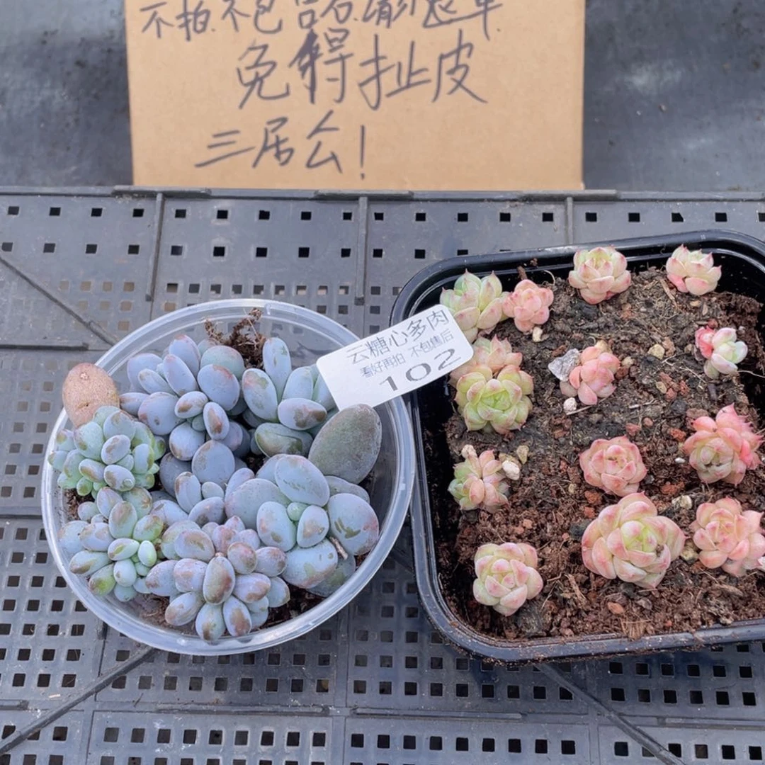 云糖心多肉植物102