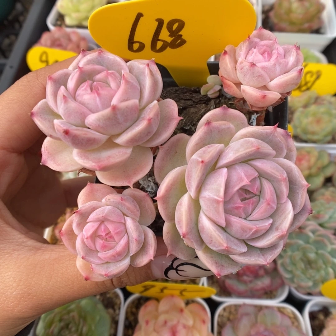 白芷珍妮群生668号