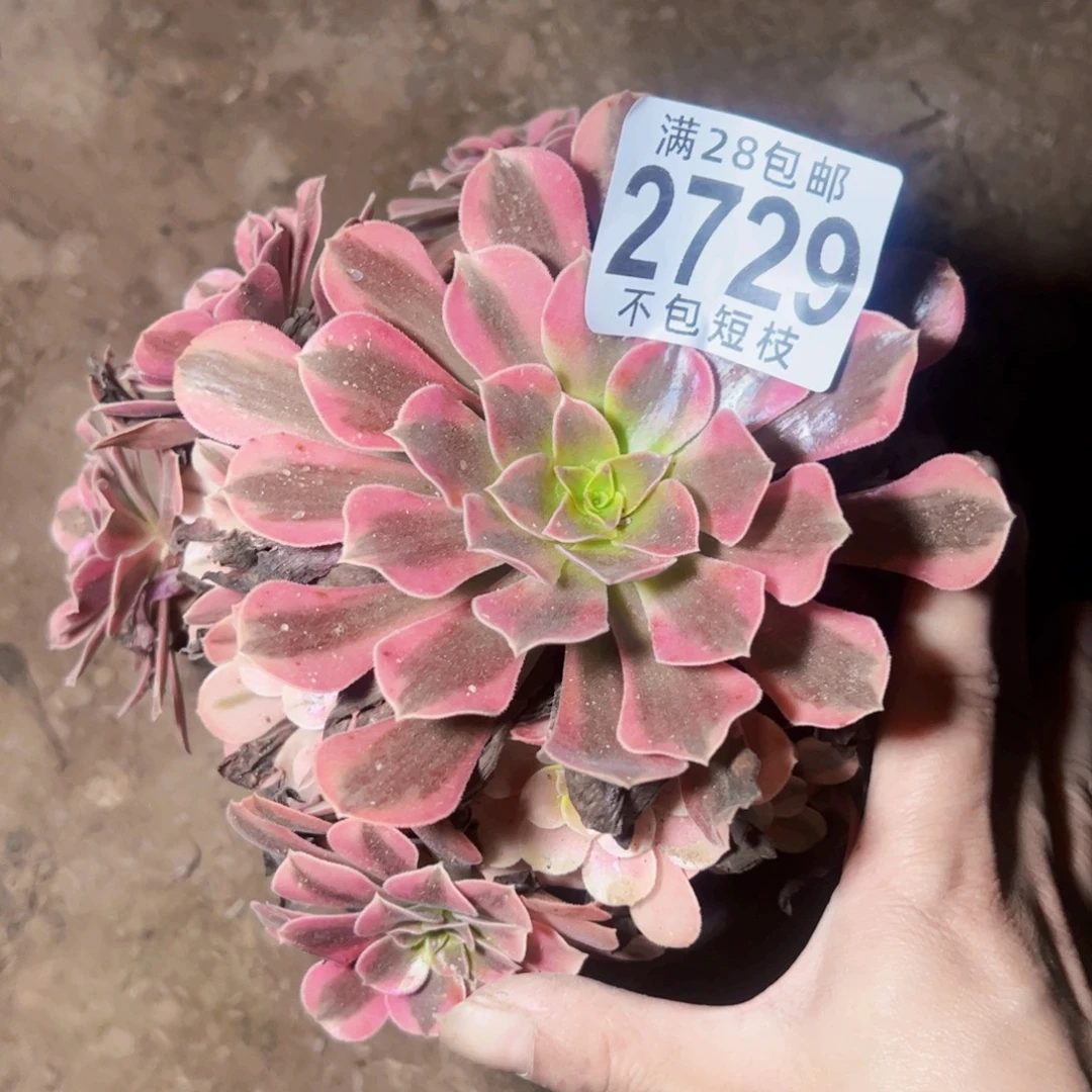2729美杜莎多肉植物法师