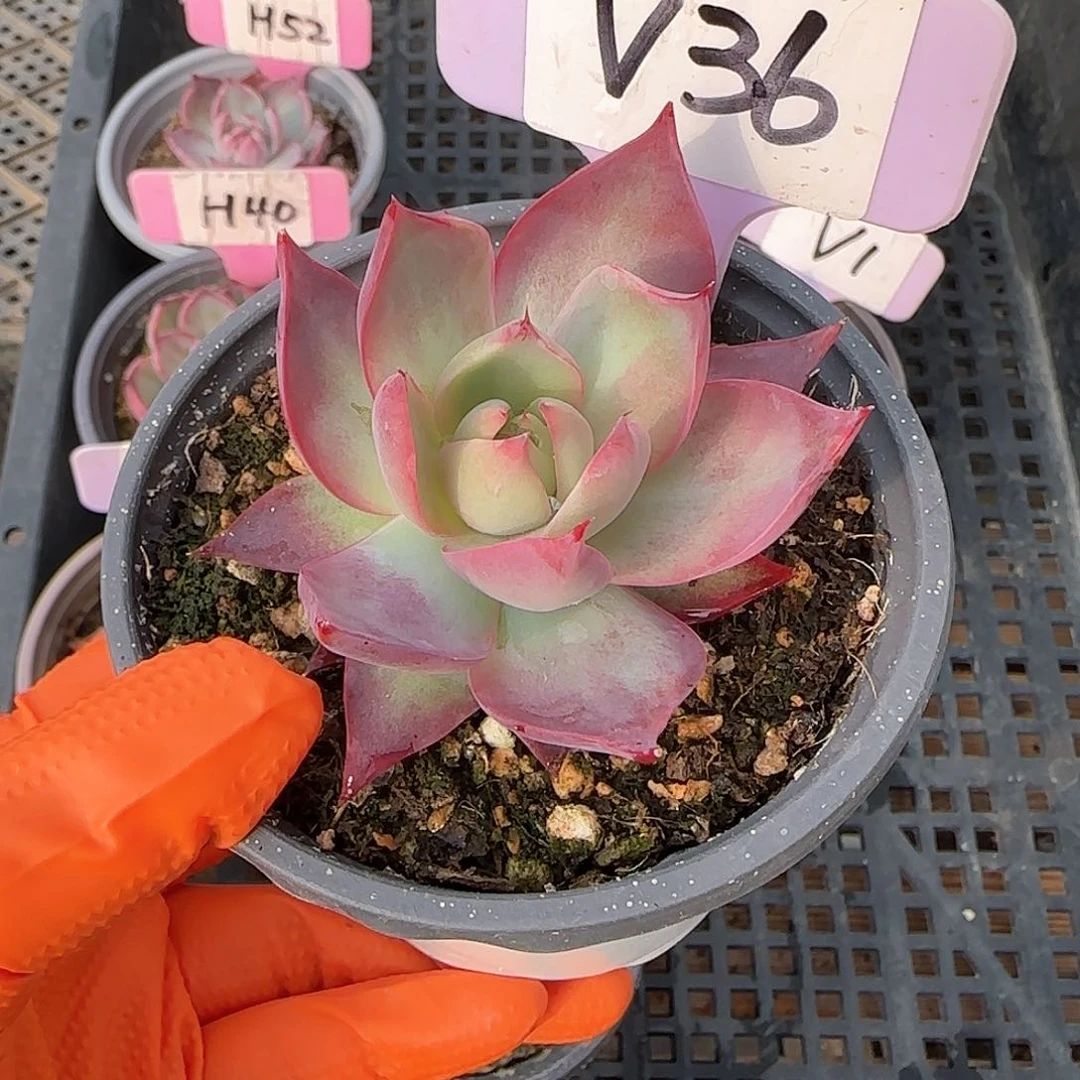 牵****手V36惊鸿单头多肉