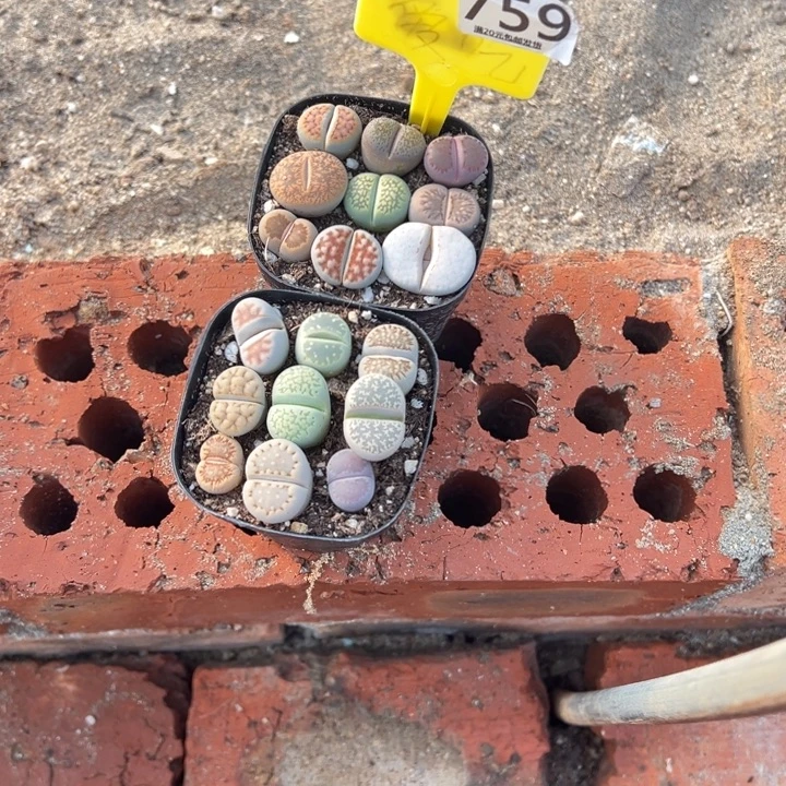 邢****生石花等植物的生长759